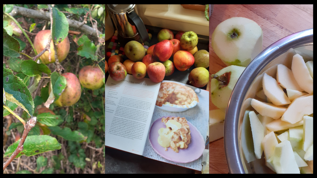 pictures of apple trees, apples and peeled apples.