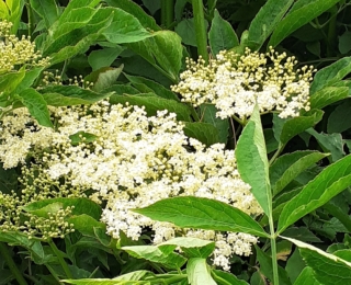 elderflower