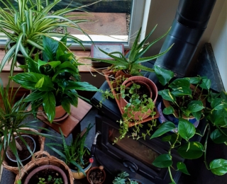 house plants